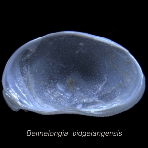 Bennelongia bidgelangensis