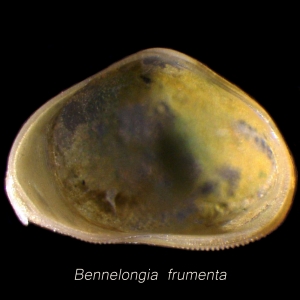 Bennelongia frumenta
