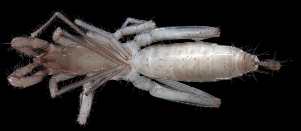 Stygo Subterranean Fauna (stygofauna and troglofauna) - Bennelongia Bennelongia