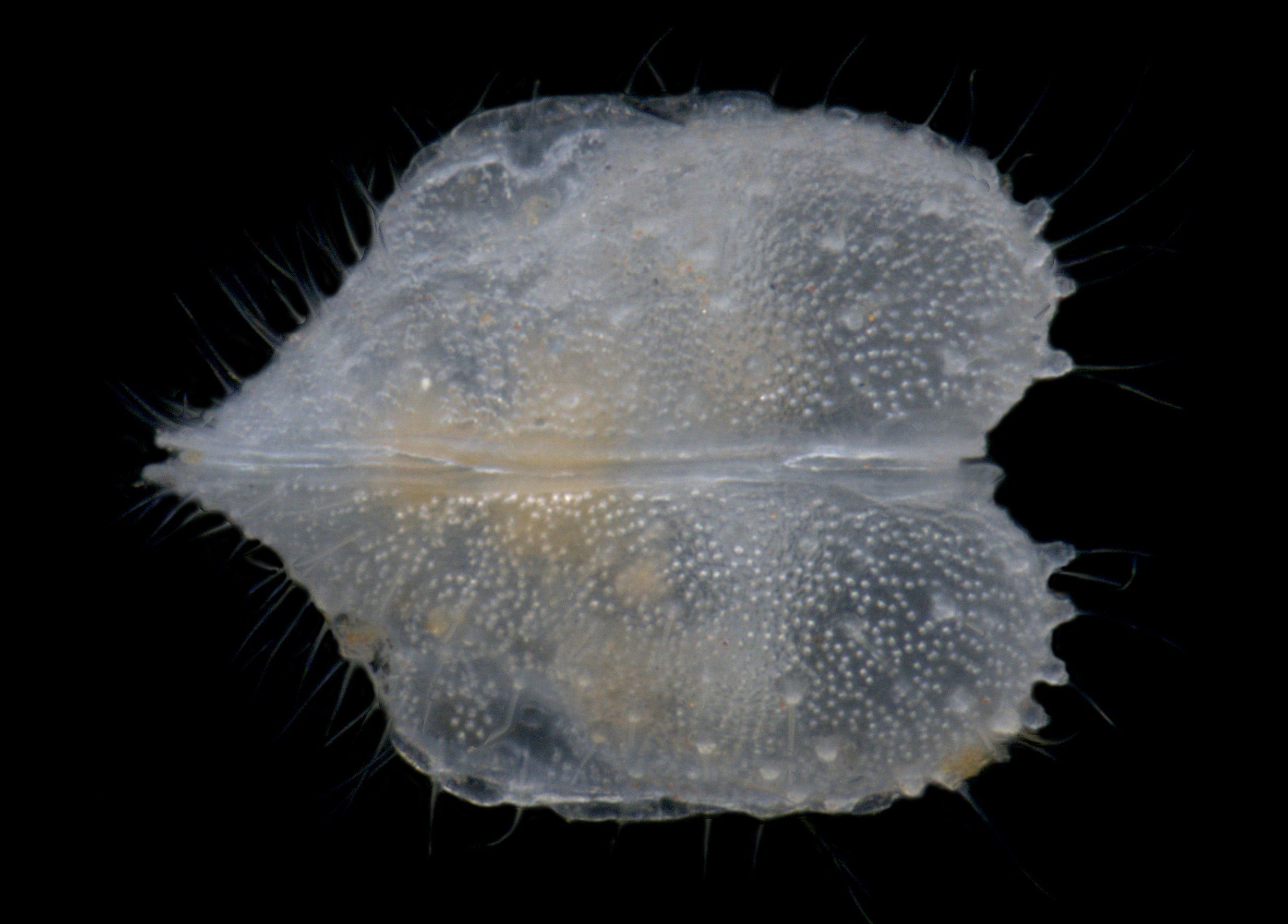 Stygo Subterranean Fauna (stygofauna and troglofauna) - Bennelongia Bennelongia