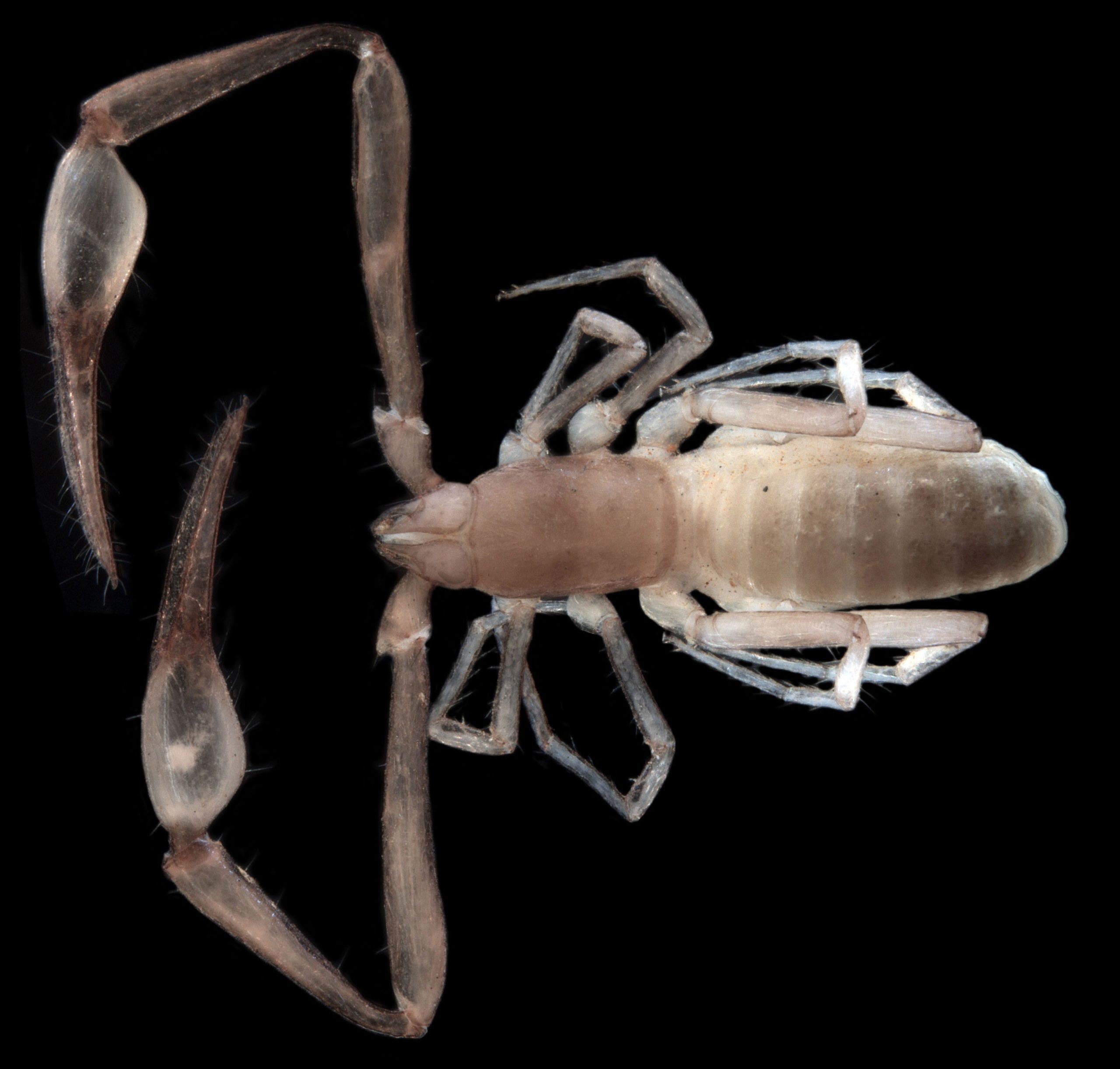 Stygo Subterranean Fauna (stygofauna and troglofauna) - Bennelongia Bennelongia