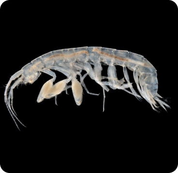 Maarrka sp. – a stygofaunal amphipod (Crustacea) from Weeli Wolli