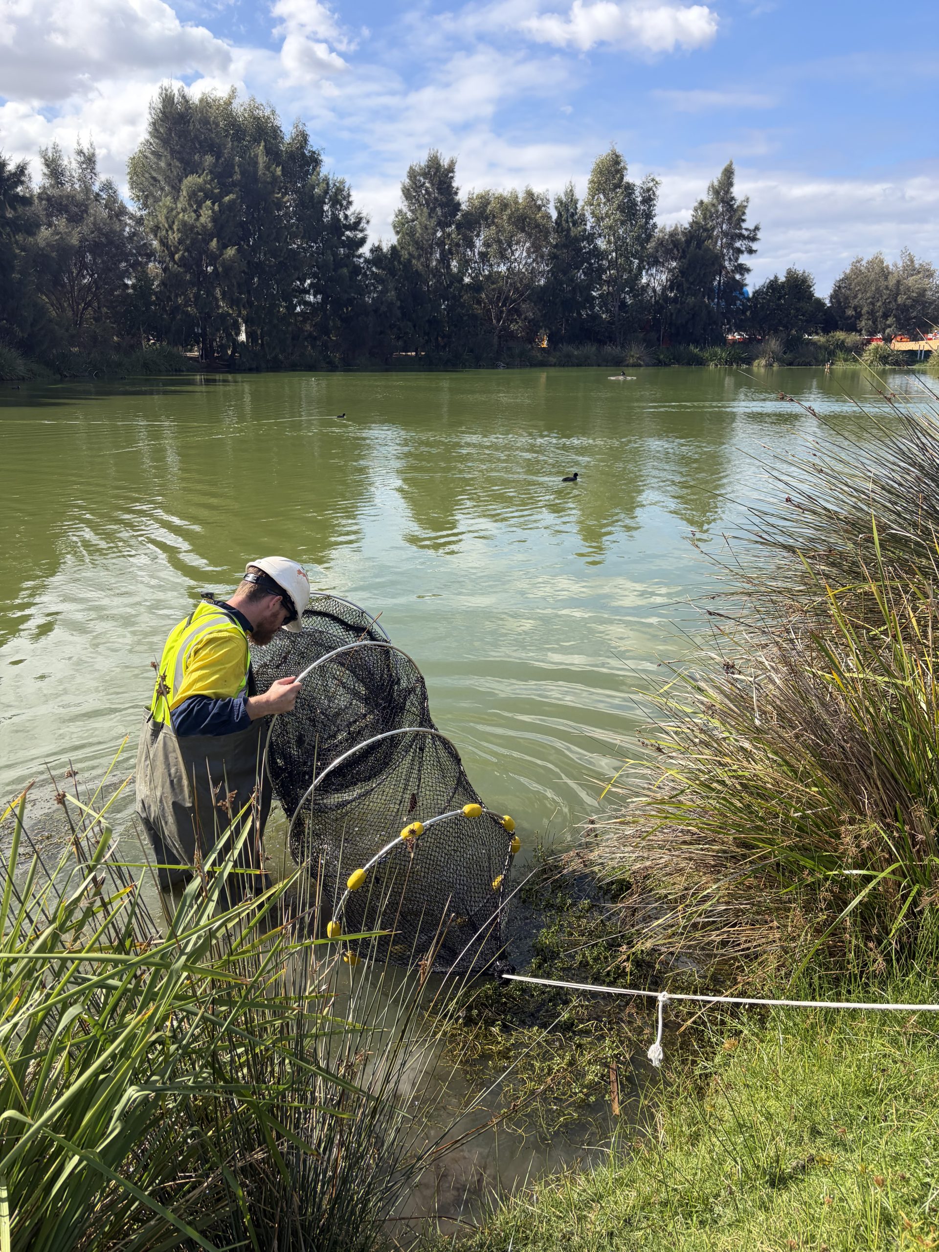 Wetland Surveys